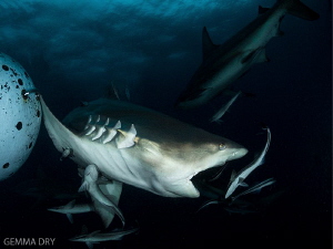 Blacktip Shark on Aliwal Shoal with remoras by Gemma Dry 